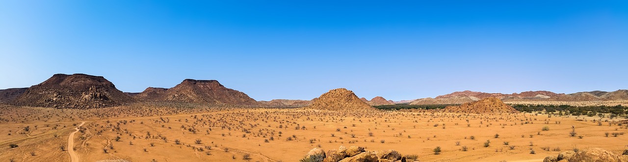 Discovering the Unique Desert Flora of Saguaro National Park